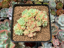 Echeveria 'Pansy' Crested 3" Succulent Plant