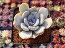 Echeveria 'Tiramisu' 2"-3" Succulent Plant