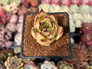 Echeveria Agavoides 'Castro' 2" Succulent Plant