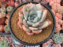 Echeveria 'Irene' 4" Powdery Succulent Plant