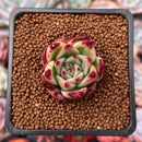 Echeveria Agavoides 'Pink Giant' 1" Succulent Plant