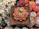 Echeveria 'High Red' ('Red Ebony' x 'Helena' Hybrid) 1"-2" New Hybrid Succulent Plant