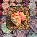 Echeveria 'Monro Chanel' 1" Seedling Succulent Plant