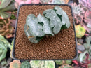 Haworthia Truncata 'White Mammoth' 2" Succulent Plant