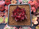Echeveria Agavoides 'Pentera' 1" Succulent Plant