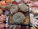 Echeveria 'Tuxpan' 3" Cluster Succulent Plant