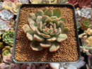 Echeveria Agavoides 'Chris Boney' Variegated 3" Succulent Plant