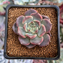 Echeveria 'Cindy' 1"-2" Succulent Plant