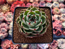 Echeveria Agavoides 'Blue Dragon' 3" Succulent Plant
