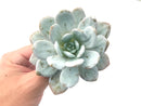 Echeveria 'Laui' 4" Succulent Plant