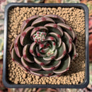 Echeveria Agavoides 'Rudolph' 2" Succulent Plant