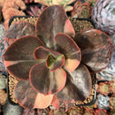 Echeveria 'Primadonna' Variegated 3"-4" Succulent Plant