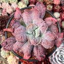 Echeveria 'Linguas' 4" Succulent Plant