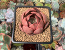 Echeveria 'Monchouchou' 2" Succulent Plant
