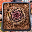 Echeveria 'La Rose' 1" Succulent Plant