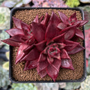 Echeveria Agavoides 'Luming' 3" Triple-Headed Cluster Succulent Plant