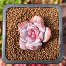 Echeveria 'Trumso' 1" Small Succulent Plant