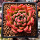Echeveria Agavoides 'Happy' 2" Succulent Plant