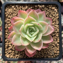 Echeveria 'Mellow Yellow' 2" Succulent Plant