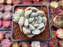 Echeveria 'Cream Puff' 2" Succulent Plant