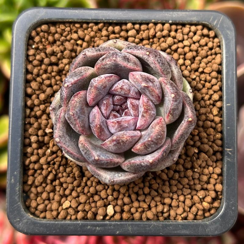 amethyst succulent Echeveria Agavoides 'Amethyst' 1" Succulent Plant – True Succulents Plant  Co