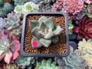 Echeveria 'Tremolo' 1" Succulent Plant