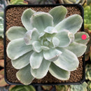 Echeveria 'Pastel' Variegated 3" Succulent Plant