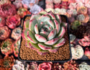 Echeveria 'Ratam' 3" Succulent Plant