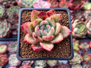 Echeveria 'Orange Champaign' 2" Succulent Plant