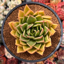 Echeveria Agavoides 'Miranda' 3"-4" Succulent Plant