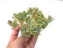 Echeveria 'Pastel' Crested Cluster 3" Rare Succulent Plant