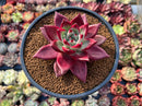 Echeveria Agavoides 'Oculus' 3" Succulent Plant