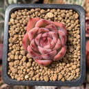 Echeveria sp. 1" Succulent Plant