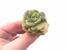 Echeveria Nicksana Variegated 2" Rare Succulent Plant