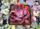 Echeveria 'Beyonce' Variegated 2"-3" Succulent Plant