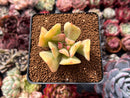Echeveria 'Blade Runner' 1" Succulent Plant