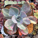 Echeveria 'Frill' sp. Variegated 5" Succulent Plant