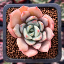 Echeveria 'Salmon' 1" Succulent Plant
