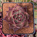 Echeveria Agavoides 'Red Ebony' 2" Succulent Plant