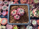 Echeveria 'Sarahime' 1" Cluster Succulent Plant