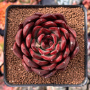Echeveria Agavoides 'Signature' 2"-3" Succulent Plant
