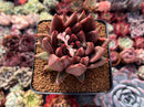 Echeveria Agavoides 'Pysche 3"-4" Succulent Plant