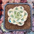 Echeveria 'Compton Carousel' 2" Succulent Plant