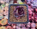 Echeveria 'Black Tan' 1" New Hybrid Succulent Plant