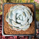 Echeveria 'White One' 2" Powdery Succulent Plant