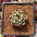 Echeveria Agavoides 'Black Cat' 1" Succulent Plant