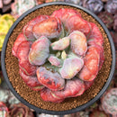 Echeveria 'Hearts Delight' 4" Cutting Succulent Plant