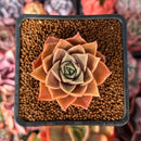 Echeveria 'Mysterious Rose' 2" Succulent Plant