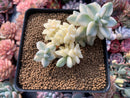 Graptoveria 'Titubans' Variegated 4" Succulent Plant