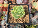 Echeveria 'Nicksana' Variegated 1"-2" Succulent Plant